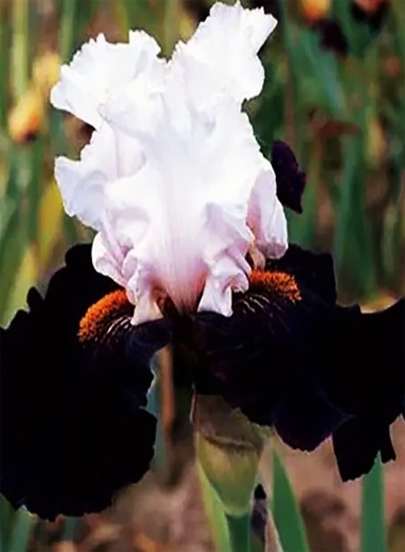 GGOOT 10pcs Mix Iris seeds Exquisite Rhizome Flower Decorative Balcony Window Frame Cultivate Planting Interest Create Beautiful Environment - Image 2