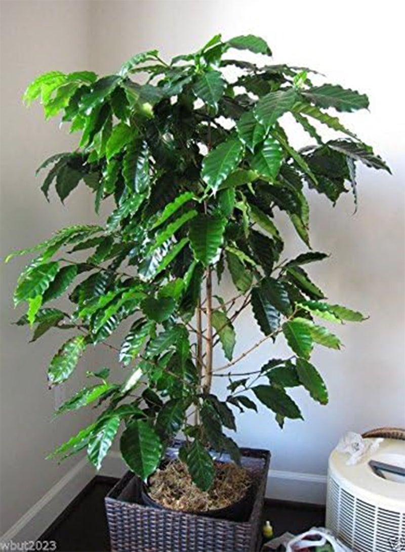 GGOOT 20 Coffea Arabica Seeds (Coffea Arabica Nana) Grow Your Own Coffee tree ! - Image 4