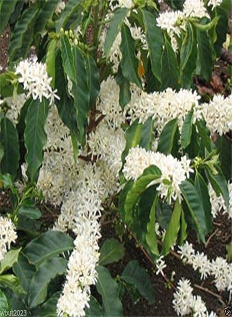 GGOOT 20 Coffea Arabica Seeds (Coffea Arabica Nana) Grow Your Own Coffee tree ! - Image 3