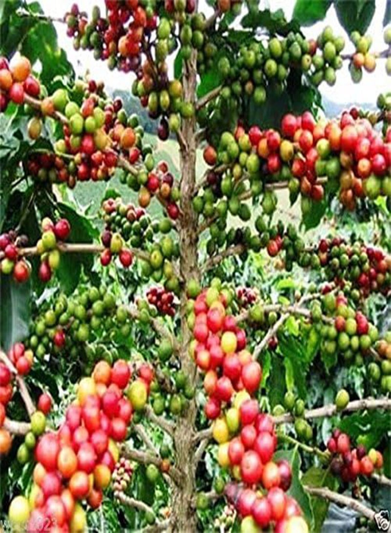 GGOOT 20 Coffea Arabica Seeds (Coffea Arabica Nana) Grow Your Own Coffee tree ! - Image 1