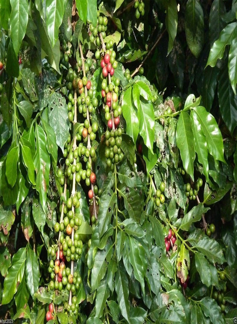 GGOOT 20 Coffea Arabica Seeds (Coffea Arabica Nana) Grow Your Own Coffee tree ! - Image 5