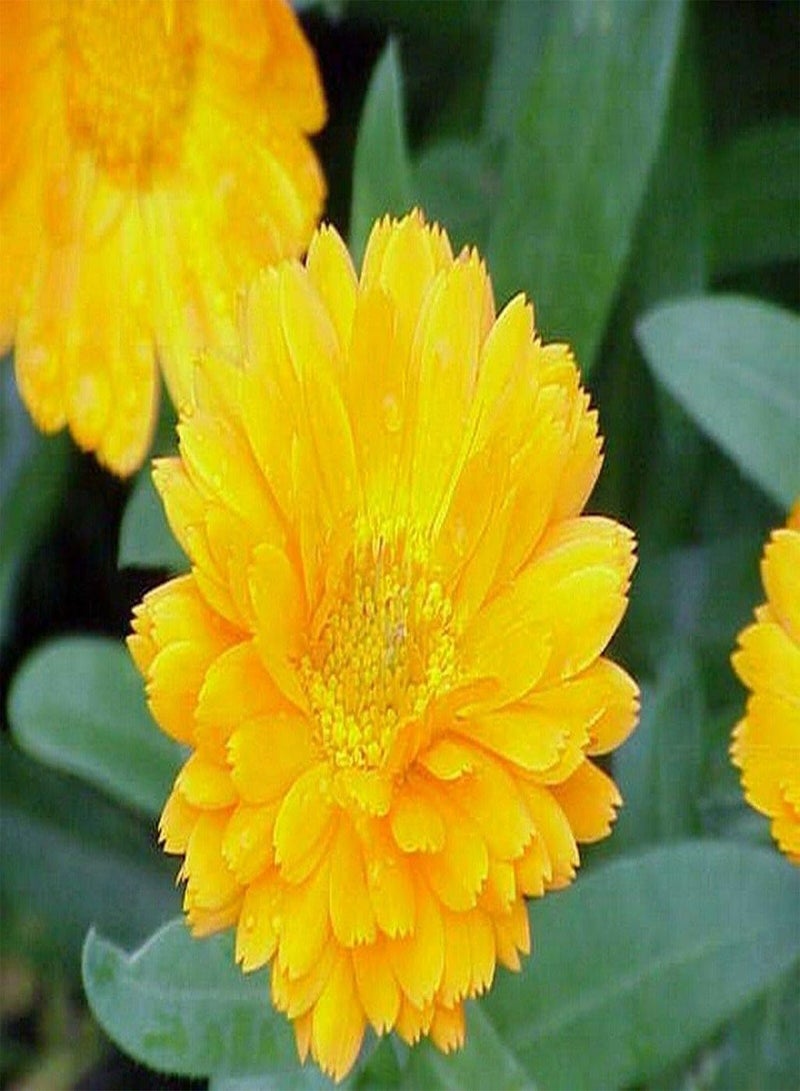 جي جوت آذريون (Calendula Officinalis) - أصفر - 50 بذرة - Image 1
