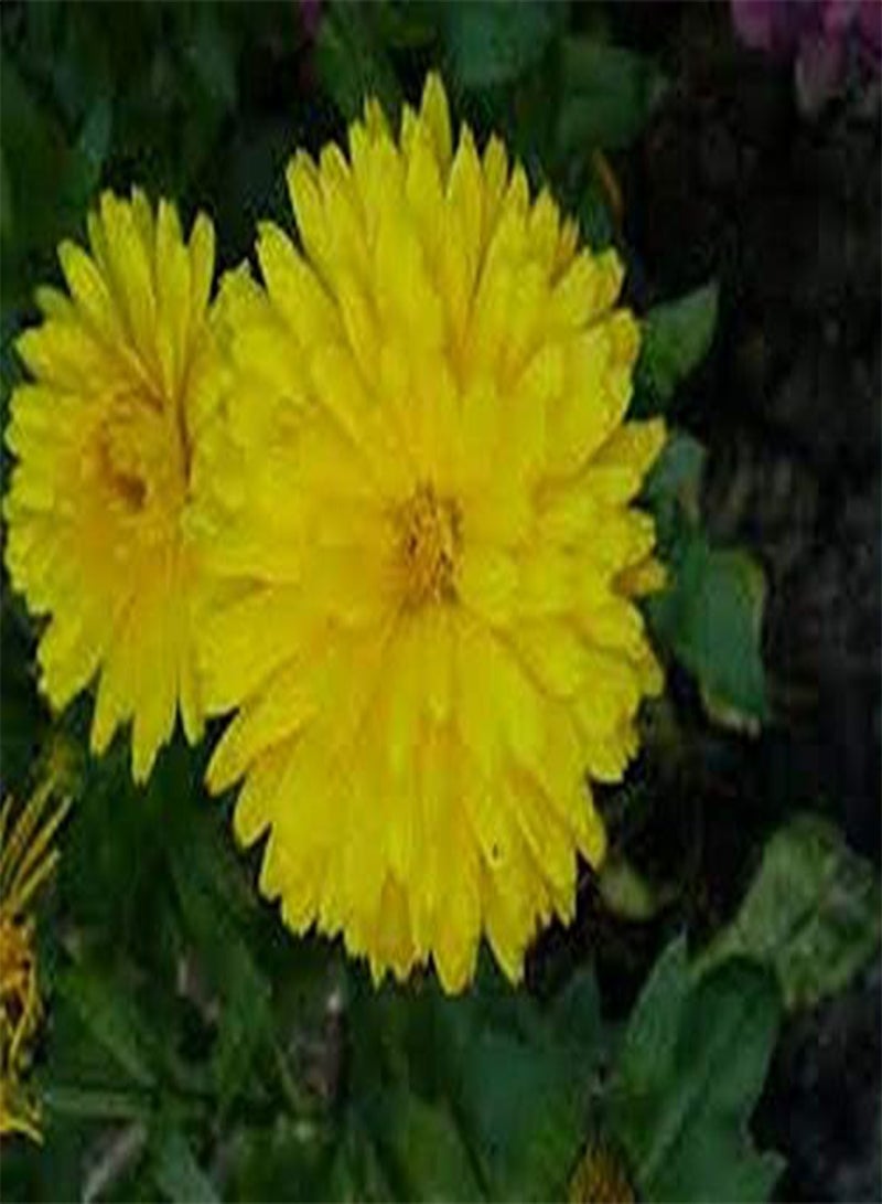جي جوت آذريون (Calendula Officinalis) - أصفر - 50 بذرة - Image 2