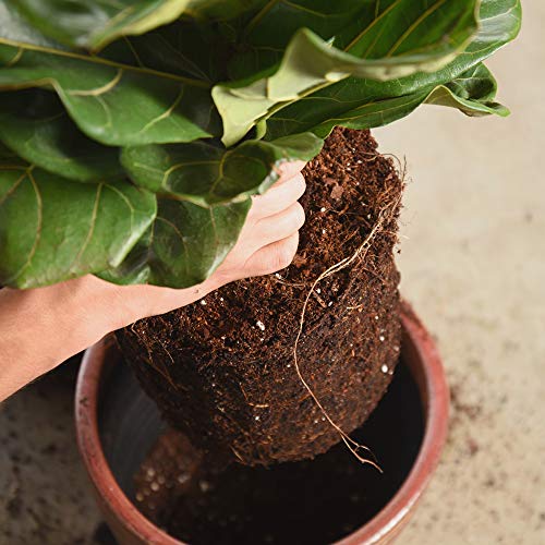 PERFECT PLANTS Fiddle Leaf Fig Soil by Perfect Plants 8QTS, Premium Professional Blend for All Fiddle Leaf Figs - Image 5