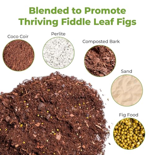 PERFECT PLANTS Fiddle Leaf Fig Soil by Perfect Plants 8QTS, Premium Professional Blend for All Fiddle Leaf Figs - Image 2
