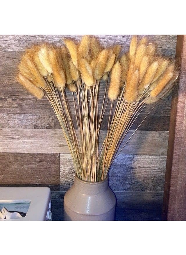 LYBA MOULDS Bunny Tails Natural Dried Flower Preserved Natural Brown  - Image 4
