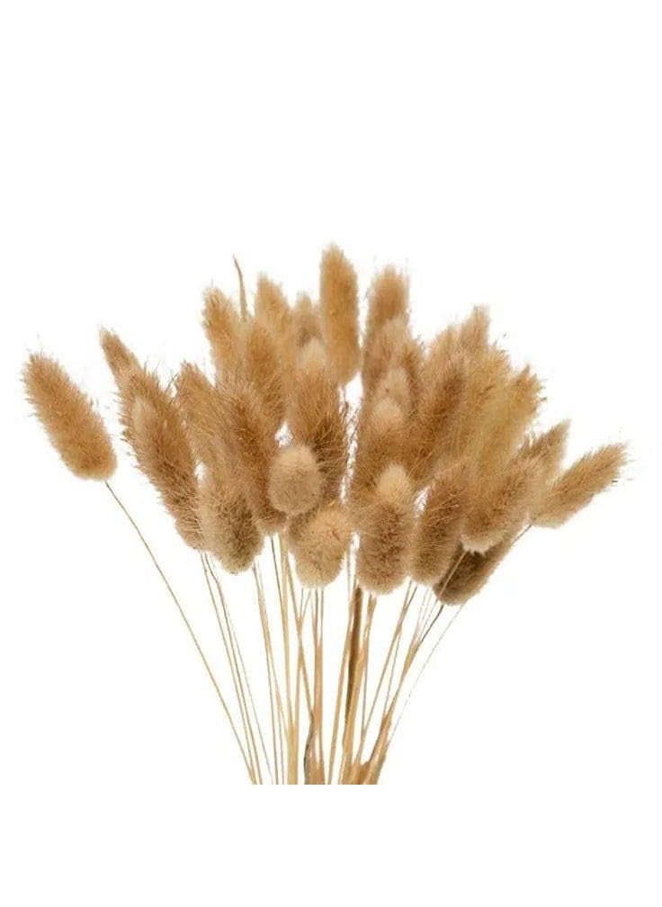 LYBA MOULDS Bunny Tails Natural Dried Flower Preserved Natural Brown  - Image 1