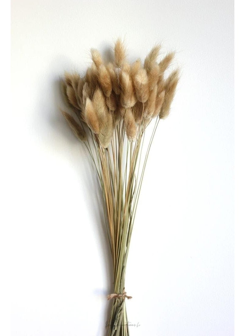 LYBA MOULDS Bunny Tails Natural Dried Flower Preserved Natural Brown  - Image 2
