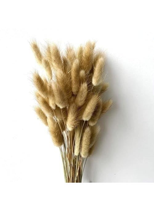 LYBA MOULDS Bunny Tails Natural Dried Flower Preserved Natural Brown  - Image 3