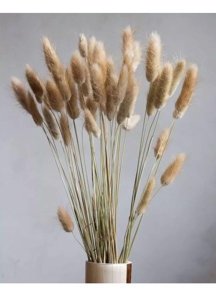 LYBA MOULDS Bunny Tails Natural Dried Flower Preserved Natural Brown  - Image 5