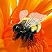 Folkmanis Honey Bee Hand Puppet Yellow Black 3028 - Image 4