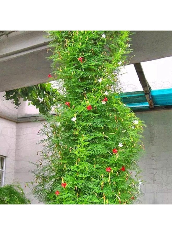 50 قطعة من بذور نبات السرو المتسلق الكاردينال وبذور نبات إيبوميا كواموكليت - Image 2