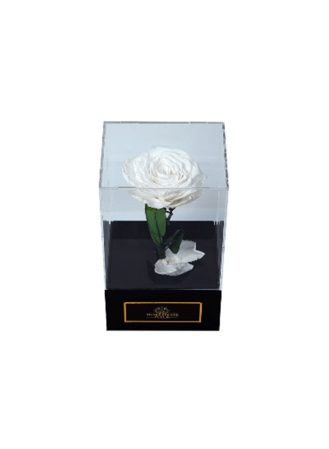 Generic Preserv Rose White 