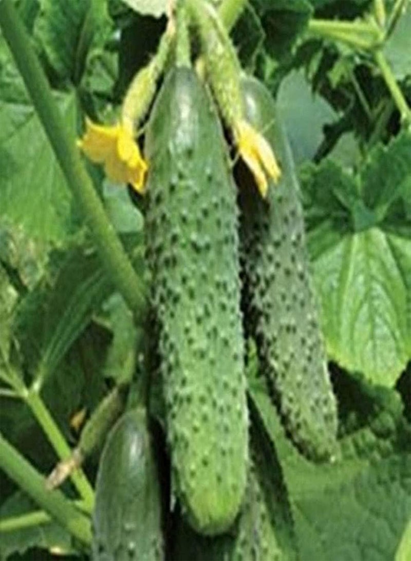 جي جوت 50 قطعة من بذور الخيار، نباتات فاكهة نباتية لذيذة، ديكور حديقة المنزل، لزراعة حديقة الفناء في الهواء الطلق، 1 بذور خيار - Image 4