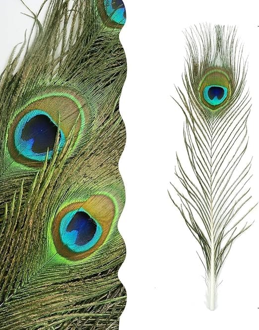 Awadh Natural Real Full Length Peacock Feather Tails Mayuri Pankh Mor Pankh for Good Luck Art and Craft and Worship pankihi Mayur Pacchai Mayuram Chivari Mayura Picchu Mayuram Pishach Pack of 2 - Image 3