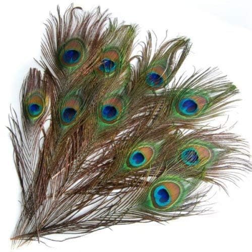 Awadh Natural Real Full Length Peacock Feather Tails Mayuri Pankh Mor Pankh for Good Luck Art and Craft and Worship pankihi Mayur Pacchai Mayuram Chivari Mayura Picchu Mayuram Pishach Pack of 2 - Image 1