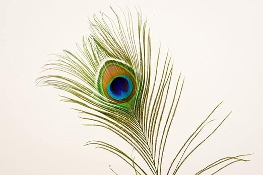 Awadh Natural Real Full Length Peacock Feather Tails Mayuri Pankh Mor Pankh for Good Luck Art and Craft and Worship pankihi Mayur Pacchai Mayuram Chivari Mayura Picchu Mayuram Pishach Pack of 2 - Image 4
