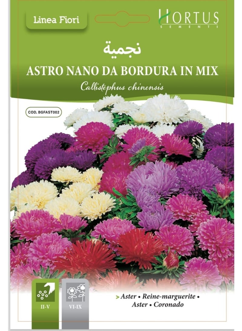 Aster Seeds