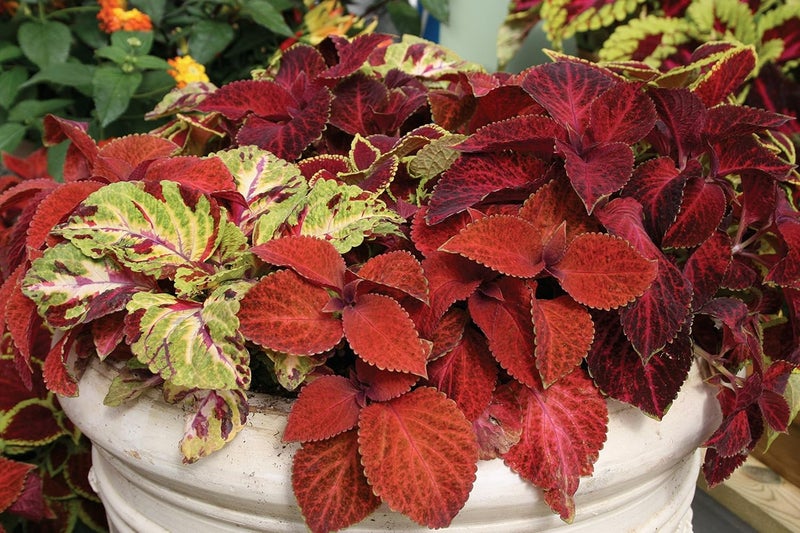 Burpee Wizard Mixed Colors Coleus Seeds 100 seeds - Image 3