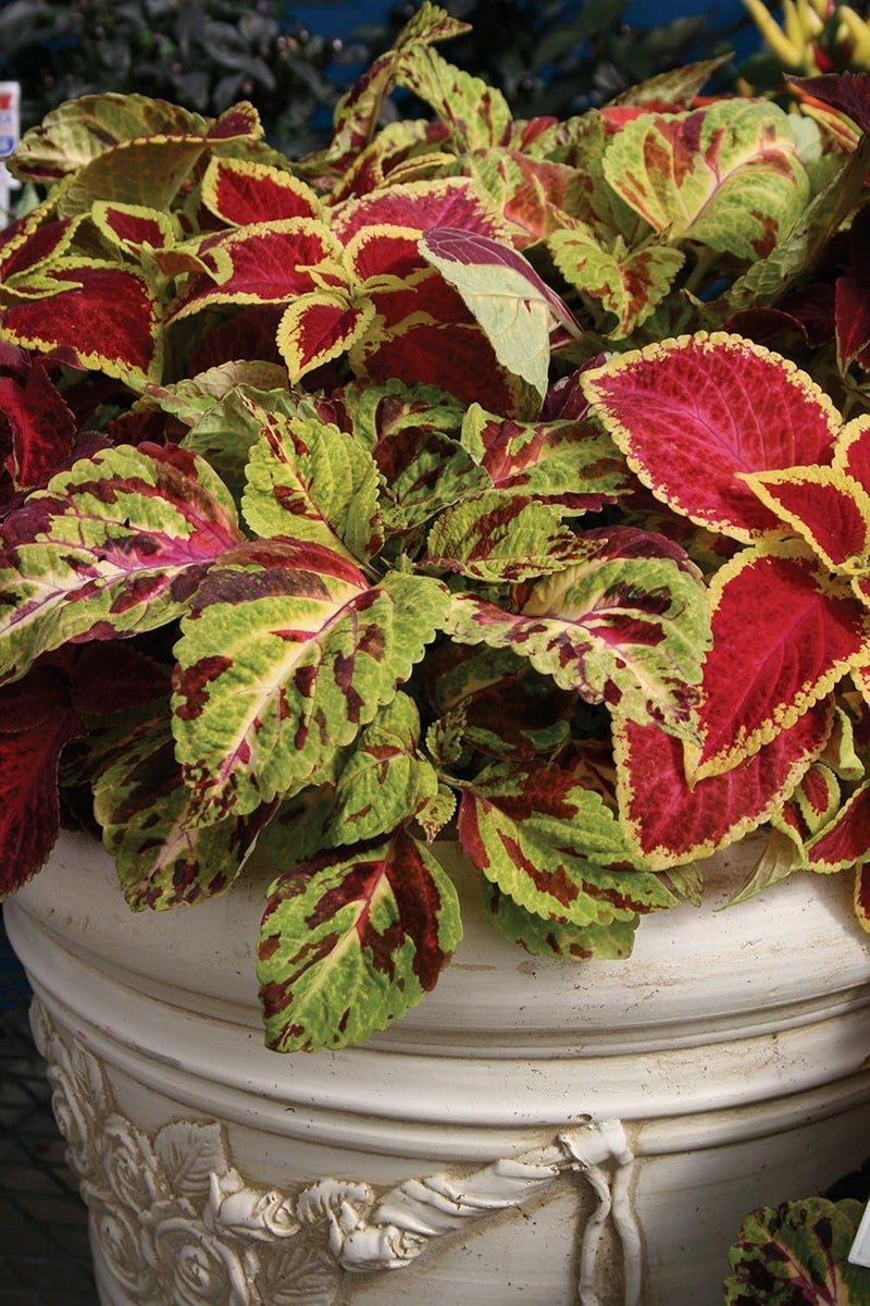 Burpee Wizard Mixed Colors Coleus Seeds 100 seeds - Image 2