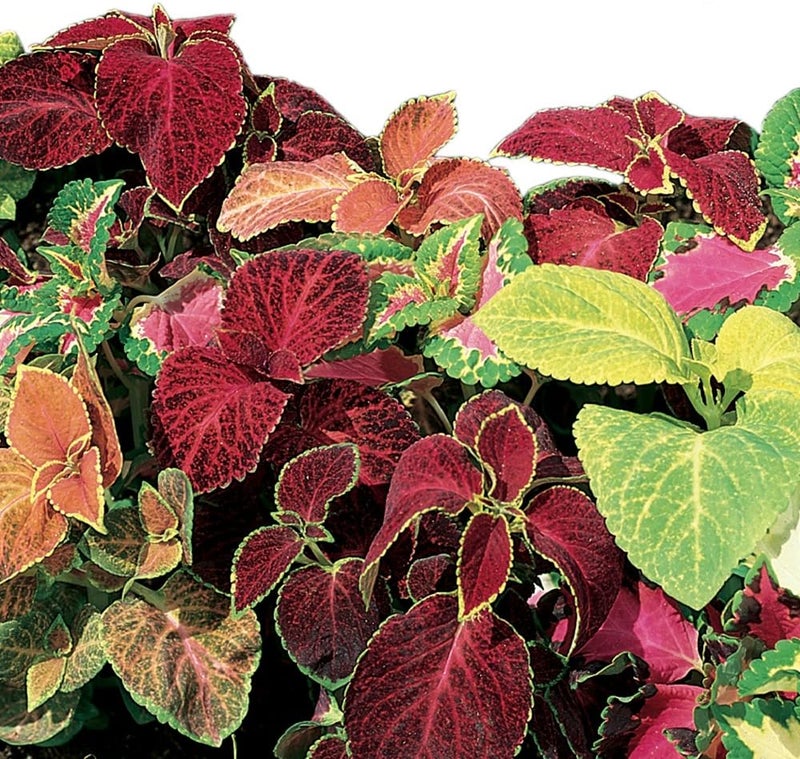Burpee Wizard Mixed Colors Coleus Seeds 100 seeds - Image 1