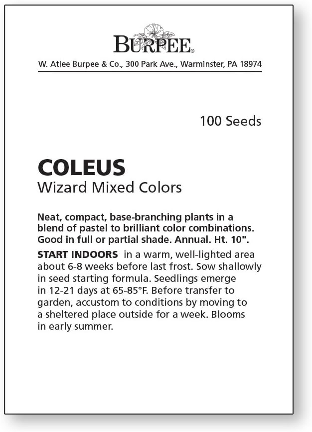 Burpee Wizard Mixed Colors Coleus Seeds 100 seeds - Image 4