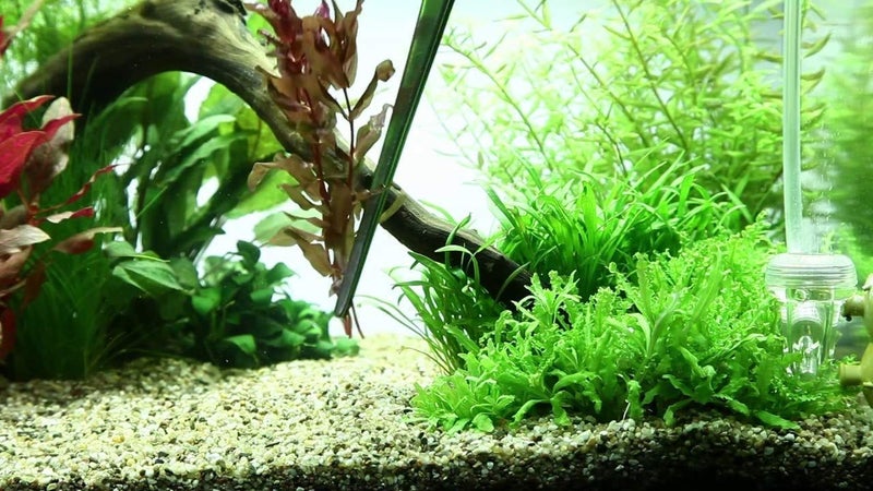 NJ Long Feeding Tongs Aquarium Tweezers Stainless Steel Straight Aquascaping Curved Tweezer for Fish Tank Aquatic Plants :13" Long - Image 5