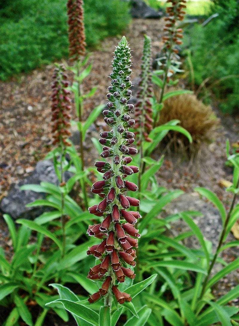 GGOOT Milk Chocolate Foxglove   Digitalis Parviflora 100 Seeds (Flower/Plant/Wild) - Image 2