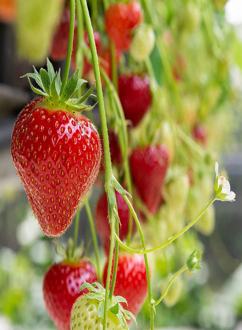 GGOOT 200Stück rote Erdbeersamen Kletterpflanzen gentechnikfrei anpassungsfähig Gut für unerfahrene Gärtner die dem Garten Farbe verleihen Anfängerfreundlich - Image 1