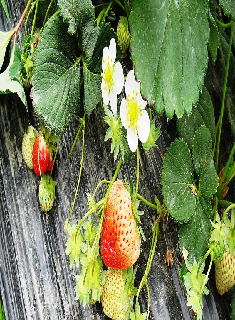 GGOOT 200Stück rote Erdbeersamen Kletterpflanzen gentechnikfrei anpassungsfähig Gut für unerfahrene Gärtner die dem Garten Farbe verleihen Anfängerfreundlich - Image 2