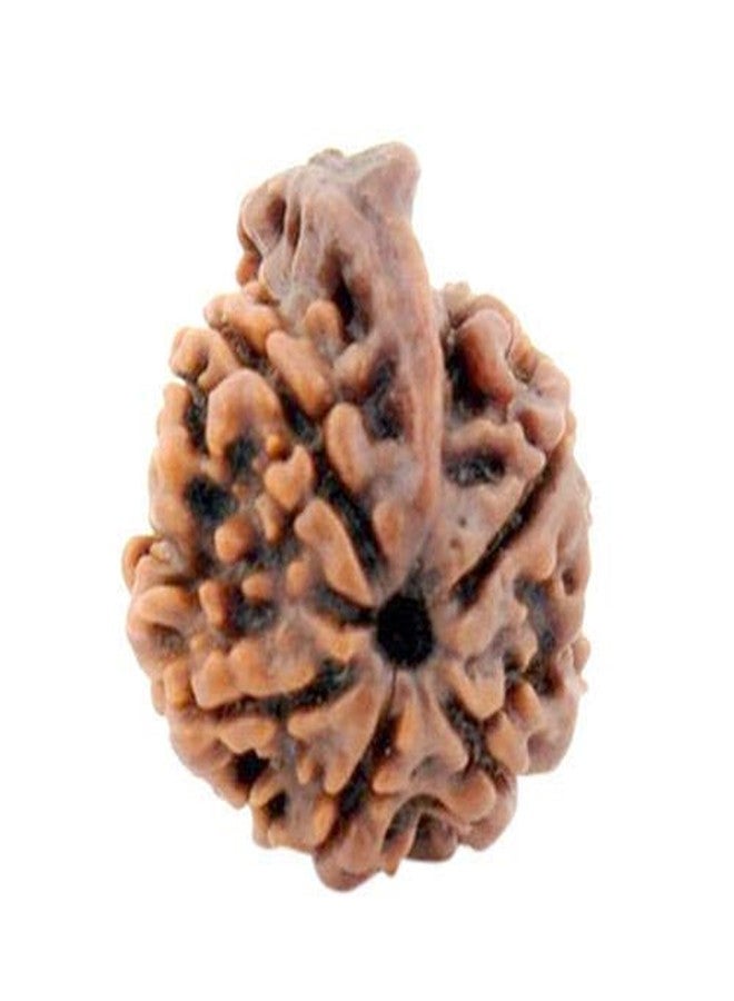 TheGalaxy 5 Face | 5 Mukhi Genuine Lab Certified Nepal Ganesh Rudraksha for Men & Woman | 20mm-25mm - Image 1