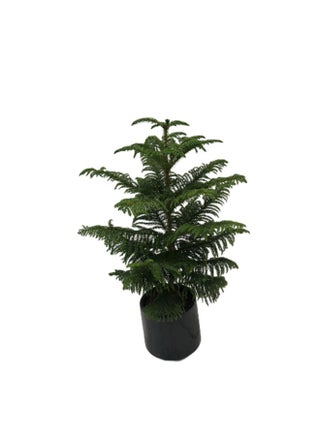 Norfolk Island Pine - pzsku/Z6F16105506A0DB5A887CZ/45/1747993732/31dcfe81-9b7e-4ac3-8c04-43501afc5633