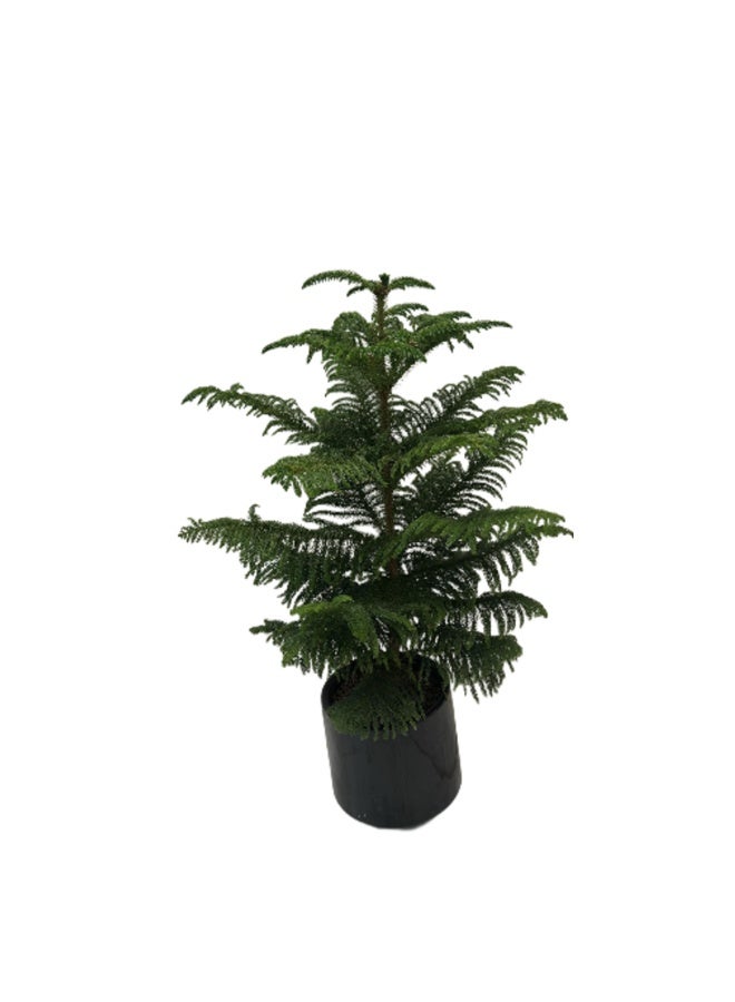 Trandy Flowers Norfolk Island Pine 