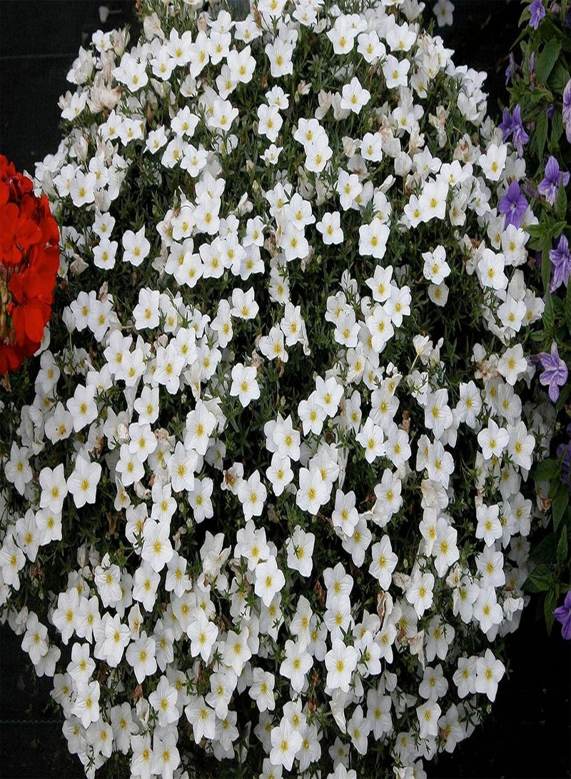 GGOOT - 50 Seeds - White Robe - Nierembergia hippomanica - Hanging Baskets for Seeds ing Garden Yard Patio and Useful for Gifts (50 Seeds): Only Seeds - Image 1