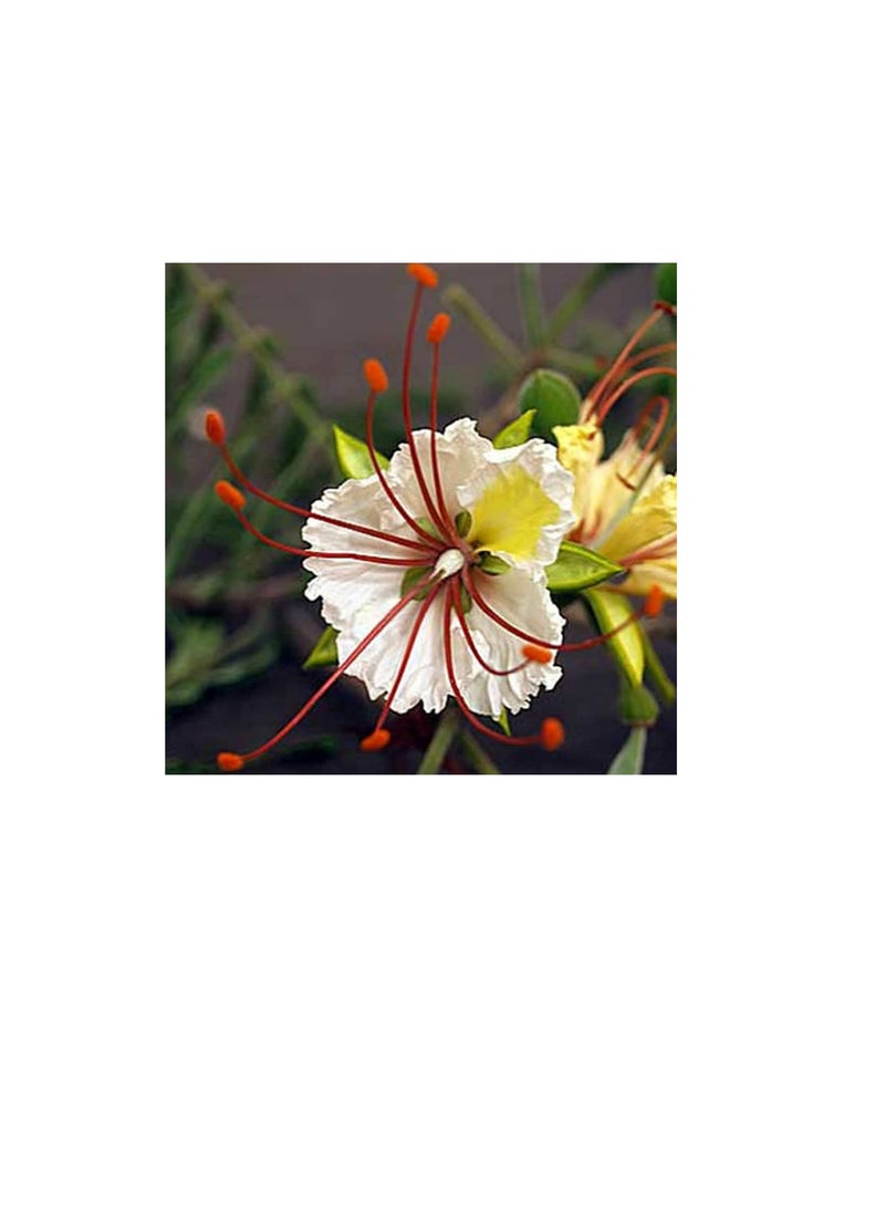 Generic 15Pcs/Bag Delonix Decaryi Tree Seeds,Rare Evergreen Good Harvest Easy Care Poinciana Seeds for Home Planting Garden Yard Outdoor 1 Seed - Image 2
