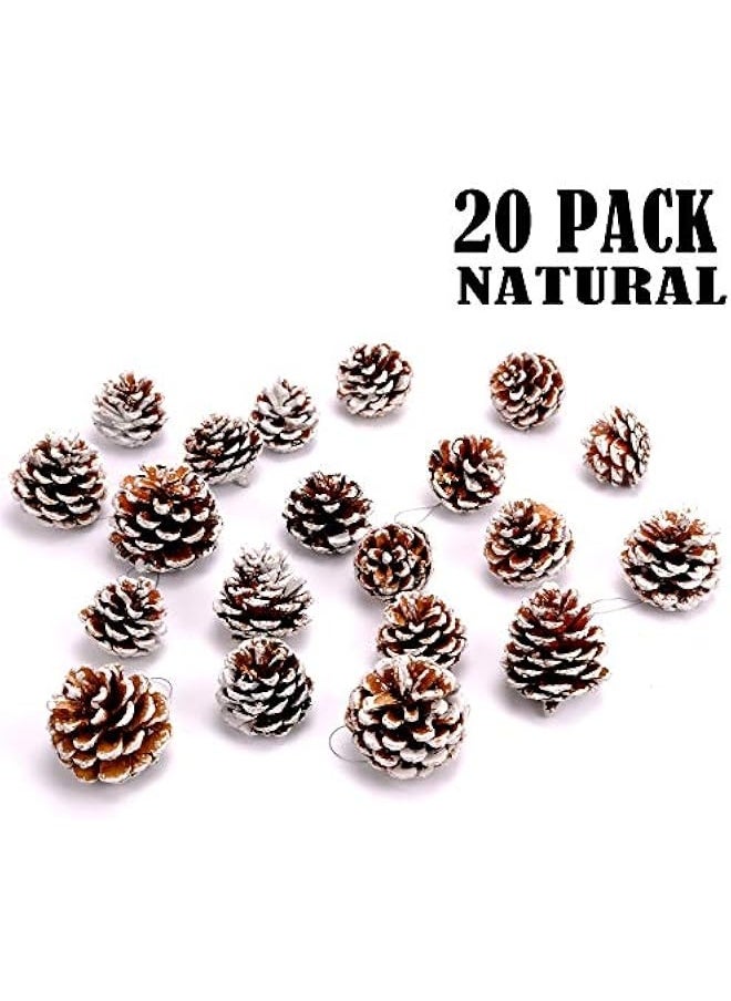 Generic - 20PCS Large Pine Cones with Silver String for Home Decor Natural White Pine Cone for Crafts Christmas Trees Decoration Ornaments Pinecones - Image 1