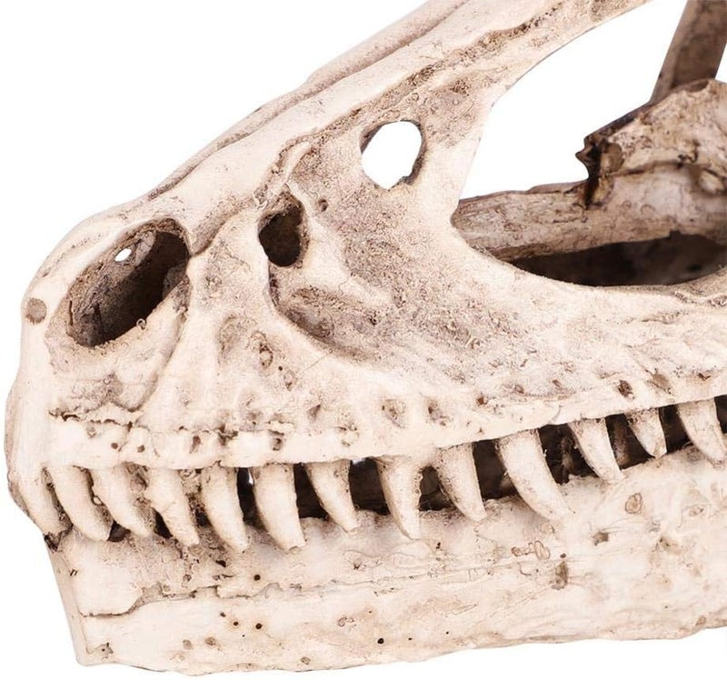 Fdit Multi item matching Resin Dinosaur Skull Model Simulated Animal Skeleton Home Office Decor Craft Teaching Prop Low wear optimized build - Image 5