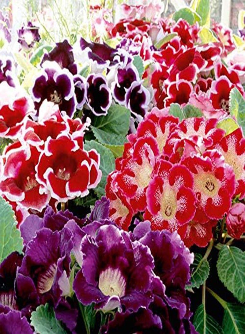 جي جوت 20 بذور زهرة الجلوكسينيا المختلطة - Image 1