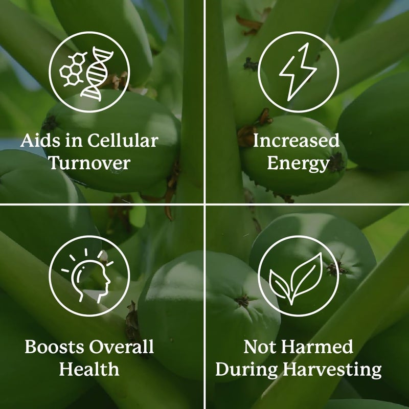 Nature's Sunshine Paw Paw Herbal Extract - 180 Capsules for Cellular Support - Image 5