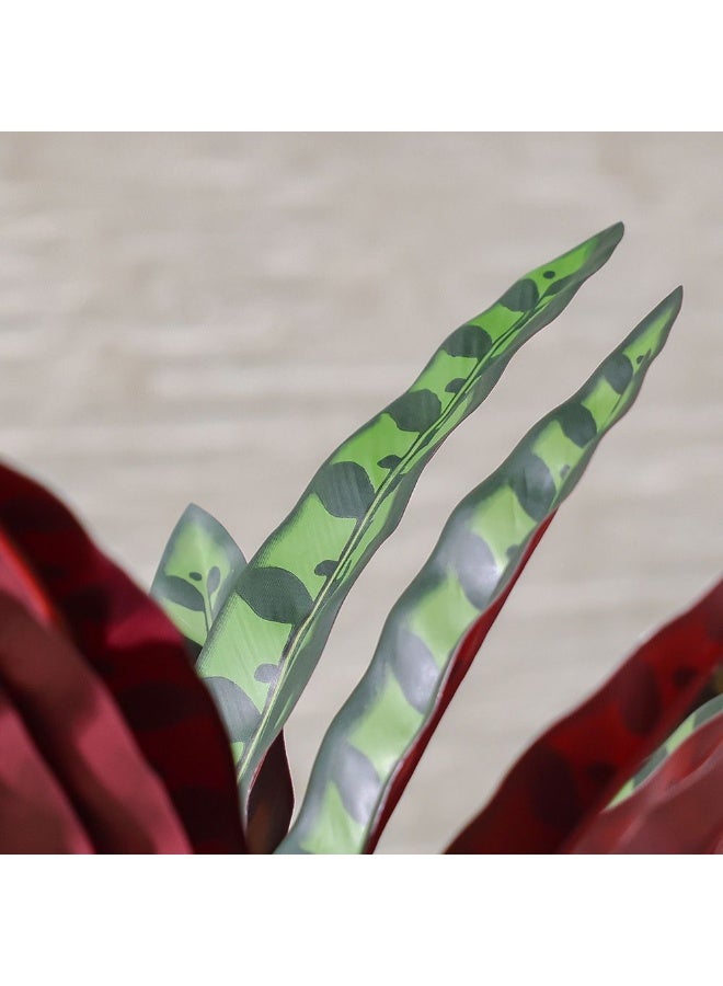 DANUBE HOME Calathea Artificial Plant 75 Cm, Realistic Indoor With Vibrant Leaves, Decorative Faux Potted Plant For Home & Office Interiors, Easy-Care Accent - Image 3