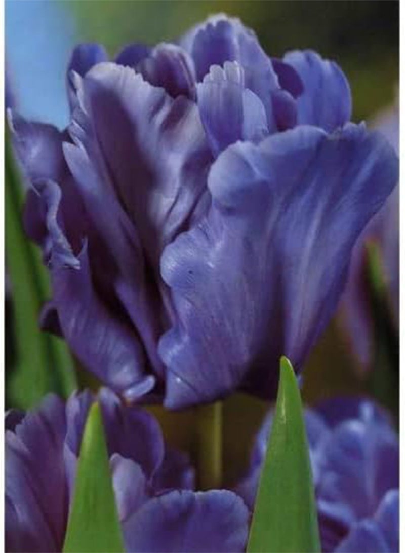 جي جوت 10 قطع ليلى تولبنزويبيلن توبفبلومينزويبيلن سلتيني لون هوهر زييرويرت جيليبت من فيلين هاوسجارتنرن إينزيغارتيج سورت - Image 2