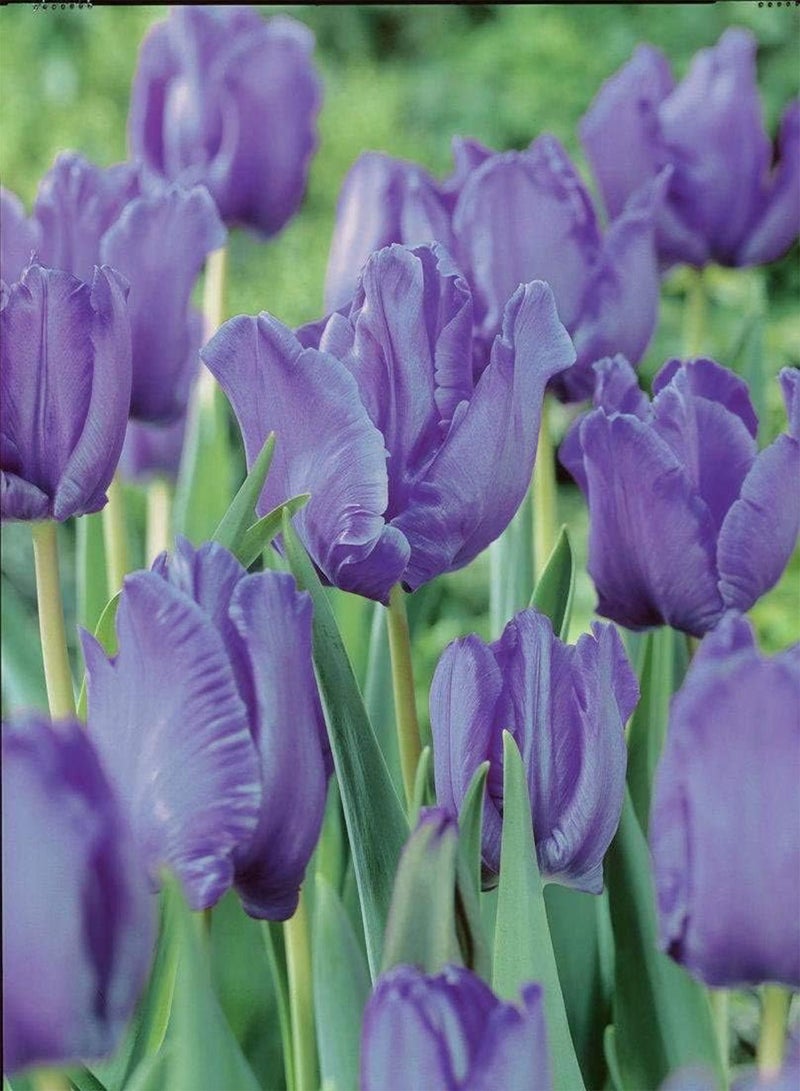 جي جوت 10 قطع ليلى تولبنزويبيلن توبفبلومينزويبيلن سلتيني لون هوهر زييرويرت جيليبت من فيلين هاوسجارتنرن إينزيغارتيج سورت - Image 1