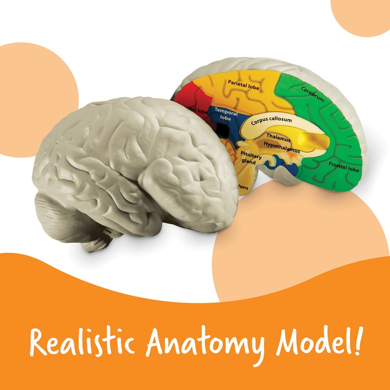 Learning Resources Cross-section Brain Model - 2 Pieces, Ages 7+ Brain Anatomy Model, Brain Functions Model, Human Anatomy for Kids, Foam Brain Model,Back to School Supplies - Image 2