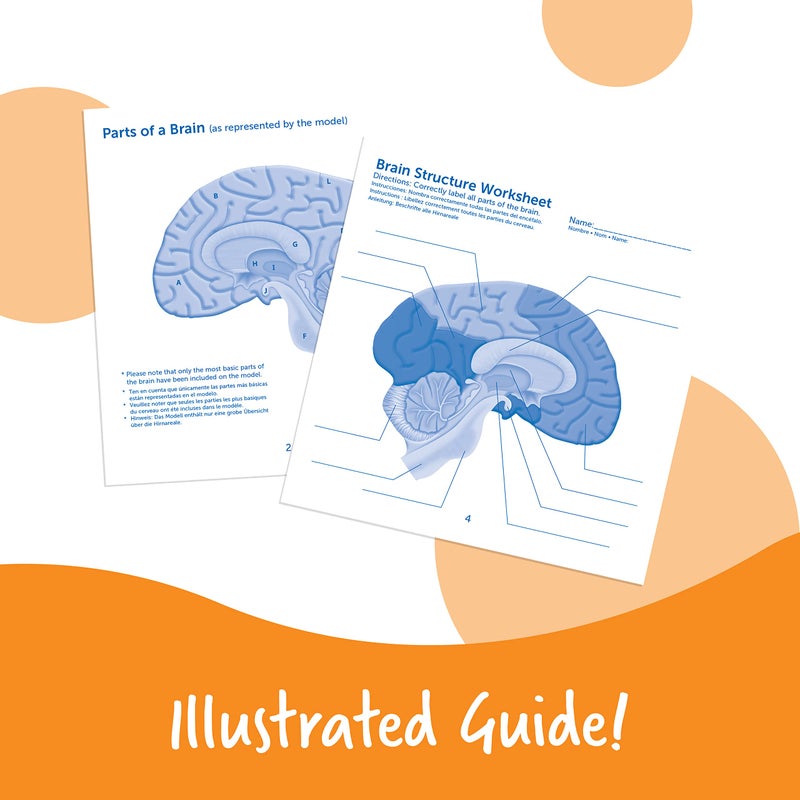 Learning Resources Cross-section Brain Model - 2 Pieces, Ages 7+ Brain Anatomy Model, Brain Functions Model, Human Anatomy for Kids, Foam Brain Model,Back to School Supplies - Image 5