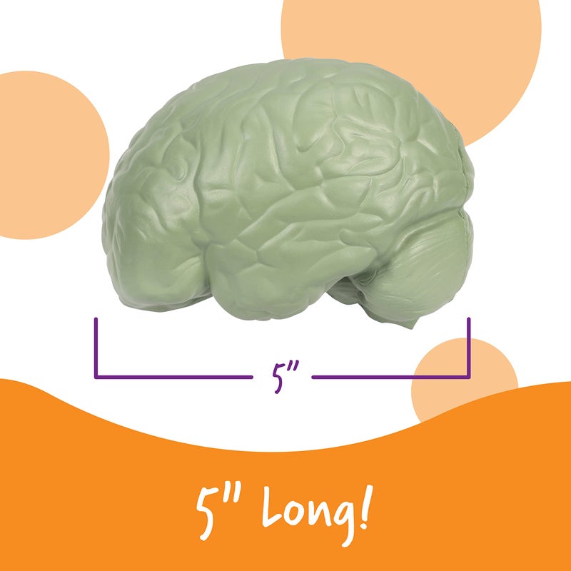 Learning Resources Cross-section Brain Model - 2 Pieces, Ages 7+ Brain Anatomy Model, Brain Functions Model, Human Anatomy for Kids, Foam Brain Model,Back to School Supplies - Image 3