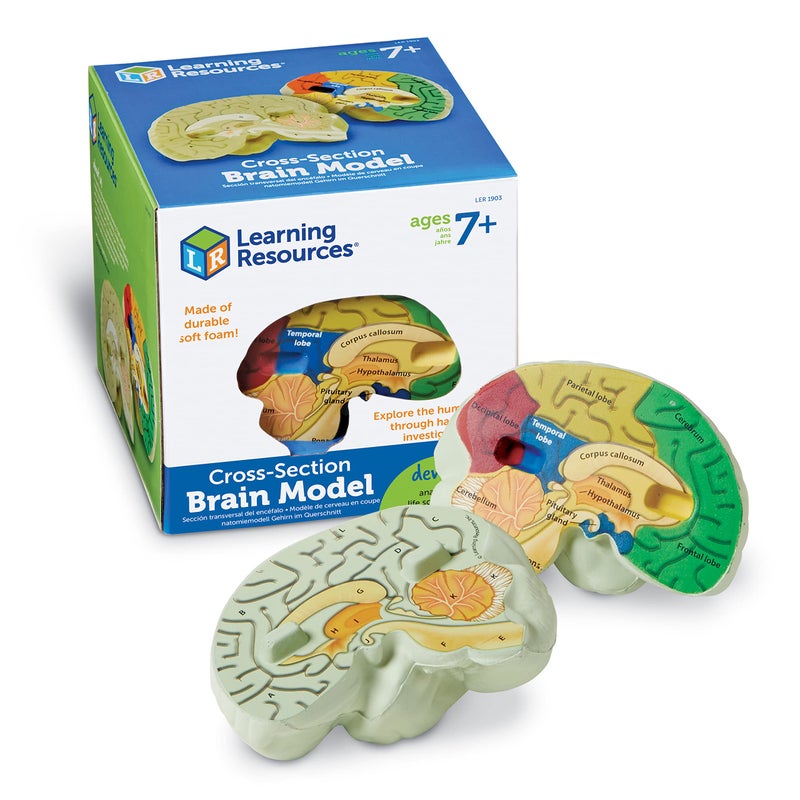 Learning Resources Cross-section Brain Model - 2 Pieces, Ages 7+ Brain Anatomy Model, Brain Functions Model, Human Anatomy for Kids, Foam Brain Model,Back to School Supplies - Image 1