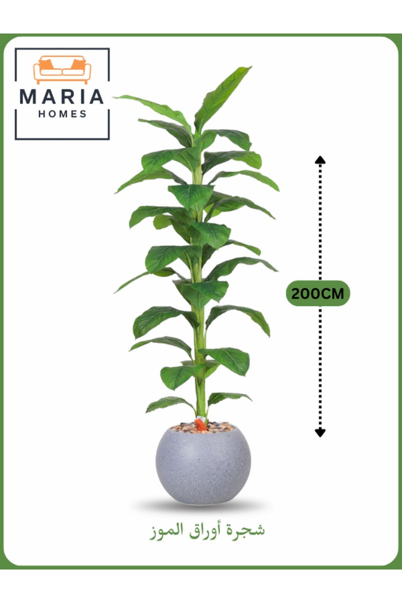 ماريا شجرة موز اصطناعية 200 سم - نبات زينة داخلي مع وعاء رمادي فاتح - Image 1
