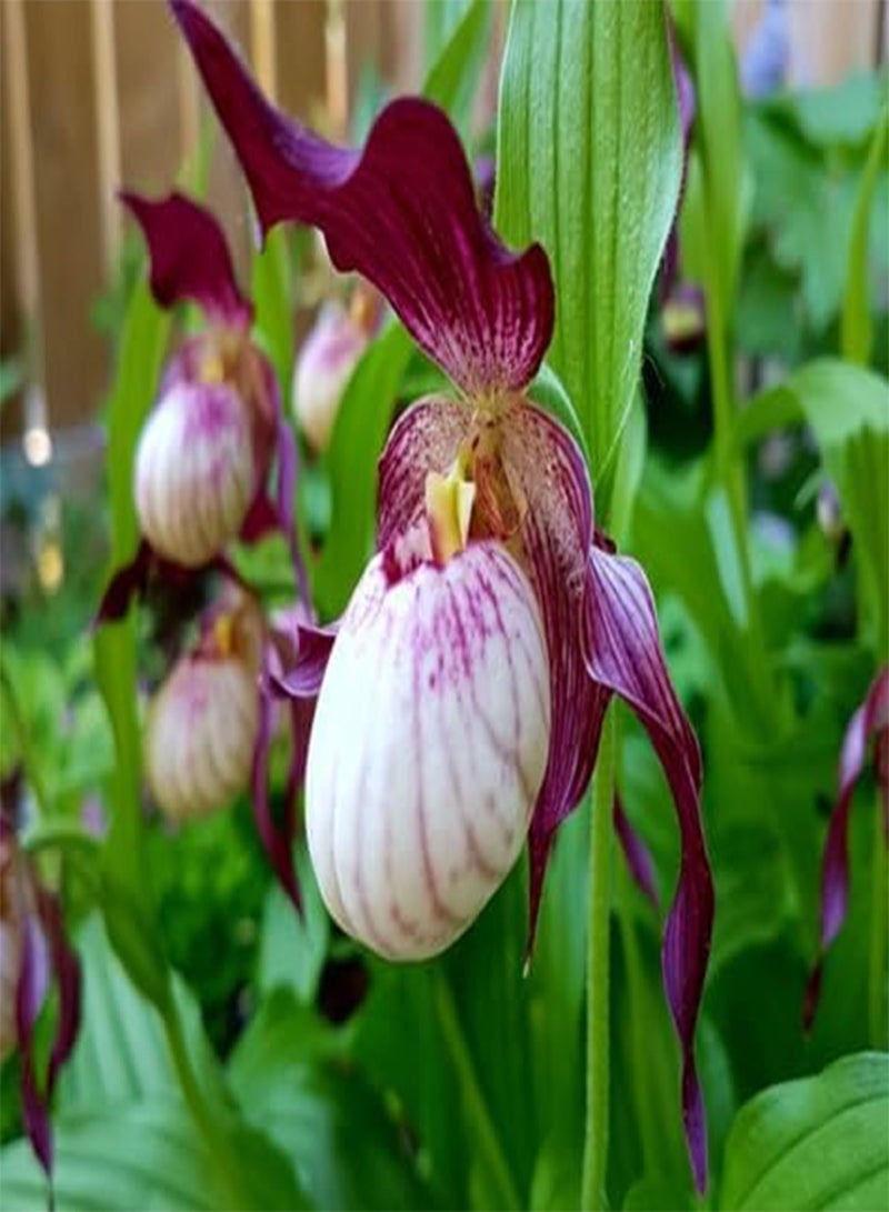 GGOOT 100pcs Lady's Slipper Flower Seeds - Image 1