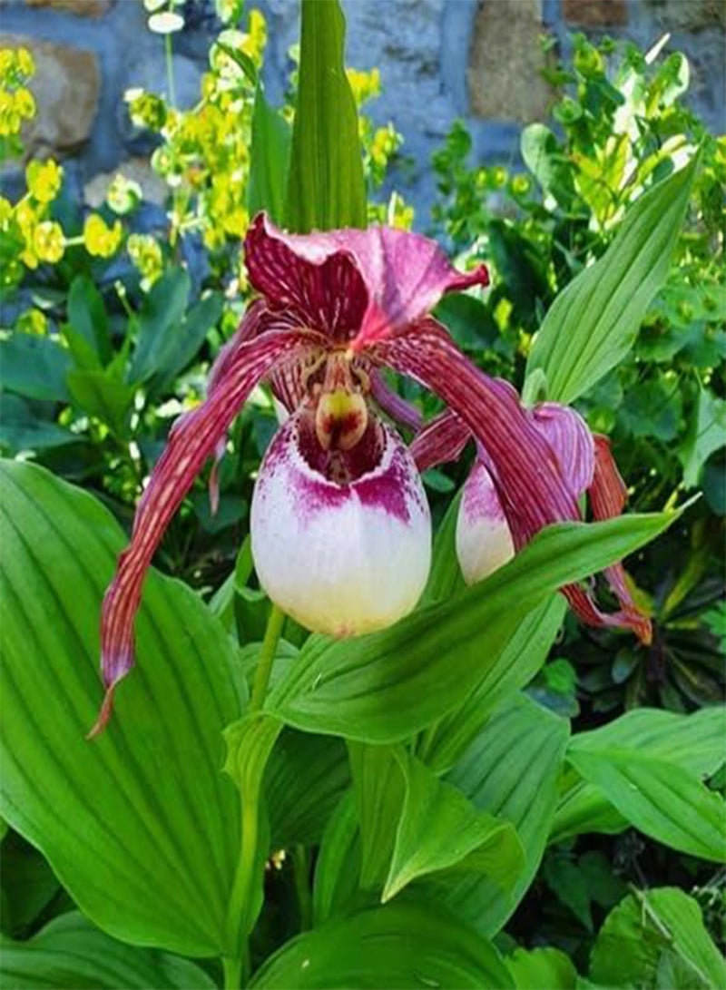 GGOOT 100pcs Lady's Slipper Flower Seeds - Image 2