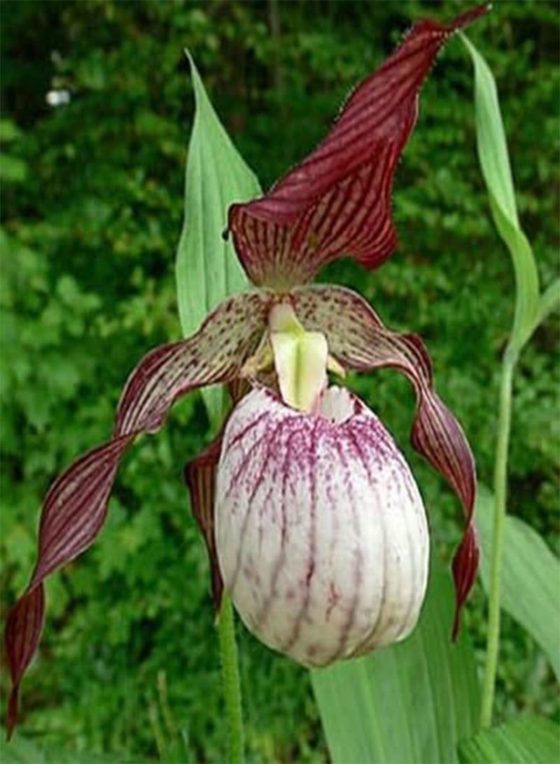 GGOOT 100pcs Lady's Slipper Flower Seeds - Image 5